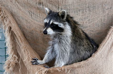 Raccoon euthanized after woman brings it to Maine pet store and other customers kiss it
